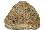 Dinosaur (Triceratops) Jugal Bone - Montana #316467-1